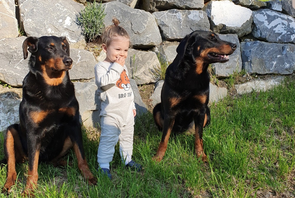 Beauceron, Familienhund, Hund und Kind